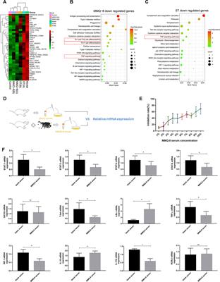 The Traditional Mongolian Medicine Qiqirigan-8 Effects on Lipid Metabolism and Inflammation in Obesity: Pharmacodynamic Evaluation and Relevant Metabolites